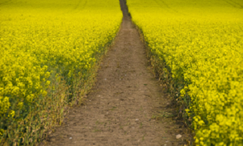 Minister’s green belt protection pledge throws 6,000-homes Sutton Coldfield plan into doubt Minister’s green belt protection pledge throws 6,000-homes Sutton Coldfield plan into doubt