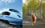 GBSLEP ‘barking up the wrong tree’ by backing HS2 college at Washwood Heath GBSLEP ‘barking up the wrong tree’ by backing HS2 college at Washwood Heath
