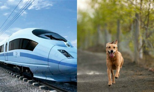 GBSLEP ‘barking up the wrong tree’ by backing HS2 college at Washwood Heath GBSLEP ‘barking up the wrong tree’ by backing HS2 college at Washwood Heath