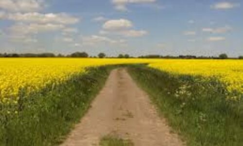 Green belt under threat by WMCA’s ‘growth at all costs’ plan, campaigners claim Green belt under threat by WMCA’s ‘growth at all costs’ plan, campaigners claim