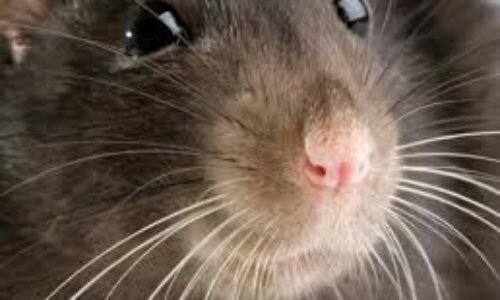 Hungry rats regard wheelie bin roll-out as rubbish Hungry rats regard wheelie bin roll-out as rubbish